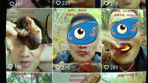 野生菌爆料视频大全集最新,探寻菌林奥秘,尽享美味之旅